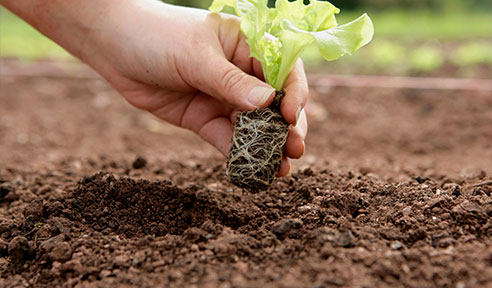 ​化肥肥料的三料是什么